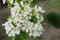 A branch of a blossoming pear tree. Inflorescence of white pear flowers in spring