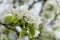 A branch of a blossoming pear tree. Inflorescence of white pear flowers in spring