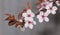 Branch of blossoming plum tree on gray background