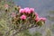 Branch of blossoming Rhododendron flowers in Himalayas,Nepal