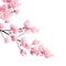 Branch of the blossoming sakura with pink flowers