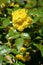 Branch of the blossoming trailing mahonia (Mahonia aquifolium (Pursh) of Nutt.)