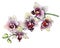 The branch of blossoming tropical pink flowers orchids, close-up Phalaenopsis, orchis.