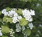 A branch of a blossoming white flowers of hawthorn bush