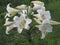 A branch of blossoming white lilies lit by the sun in the garden.