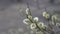 A branch of a blossoming willow swaying in the rays of the setting sun.