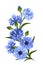 Branch of blue cornflowers. Vector illustration.