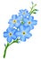 Branch of blue forget-me-not flowers isolated