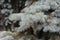 On the branch of blue spruce there are many needles.