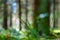 Branch blueberries with blurred crystal-fresh background