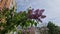 Branch of bluming purple lilac on blurred background of buildings