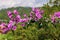 Branch of bougainvillea blooms. Purple flowers on a green background.