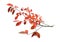 A branch of bright autumn leaves isolated on a white background. Cherry plum