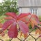 Branch of bright pink leaves of wild grapevine climbing by wire mesh fence at countryside. Colorful autumn foliage textures.