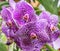 Branch with bright purple dappled big flowers of Vanda orchid. Close-up