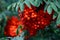 Branch with bright red rowanberries or ashberry on an ash tree with the background of green tree leaves in a wild forest