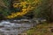 Branch of bright yellow autumn leaves hanging over a moving stream with rhododendrons and rocks