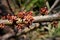 Branch with buds and flowers from Spondias purpurea