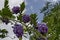 Branch with bunch purple bloom and leaf of wisteria tree in garden, town Delchevo