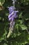 Branch with bunch purple bloom and leaf of wisteria tree in garden, town Delchevo