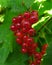 The branch bush berries are ripe redcurrant Ribes rubrum