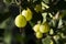 Branch bush of green gooseberry with ripe berries blooms in the garden