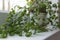 Branch, Bush mint, a plant with green leaves growing in a pot, s