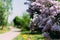 Branch, bush with purple lilac against the background of the road in the village drenched by the sun, summer