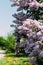 Branch, bush with purple lilac against the background of the road in the village drenched by the sun, summer