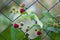 Branch of bush raspberry with red berries in metal fence