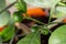 Branch of a Calamondin citrus plant grown in a pot with unripe green fruits and green leaves. Citrofortunella microcarpa, Citrus