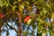 Branch of camphor tree with red and green leaves