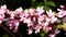 A branch of Cercis canadensis with flowers