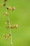 Branch of cherries on a green background. The first days of spring