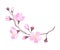 Branch of Cherry Blossom with Tender Pink Flowers Vector Illustration