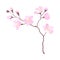 Branch of Cherry Blossom with Tender Pink Flowers Vector Illustration