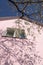 A branch of cherry blossoms directed to the window of residential building