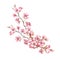 Branch of cherry blossoms. Hand draw watercolor illustration