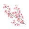 Branch of cherry blossoms. Hand draw watercolor illustration