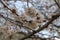 A branch of cherry blossoms on a natural background. The concept of the spring revival of nature, spring in Ukraine.
