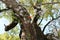 A branch of cherry blossoms and an old growth camphor tree