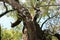 A branch of cherry blossoms and an old growth camphor tree