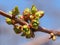 Branch of cherry with buds ready to open