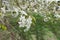 Branch of cherry with flowers and young leaves