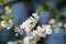 Branch of cherry with large number of white flowers