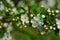 Branch of a cherry tree with buds and the first opening flowers. Stock Image