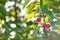 Branch of cherry tree with dark red ripe berries and sunlit leafage against blue sky