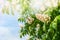 Branch of chestnut blossom at sky background, outdoor nature