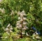Branch chestnut close-up. White chestnut flowers