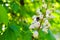 Branch chestnut closeup. White chestnut flowers against the background of green leaves